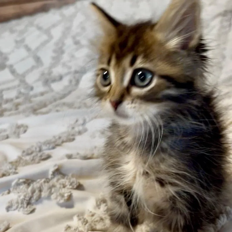 A baby medium-sized male Domestic Medium Hair cat named Puff Bonded with Breeze for adoption in West Jefferson, OH