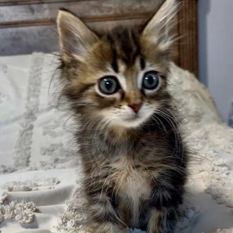 Puff Bonded with Breeze thumbnail 3
