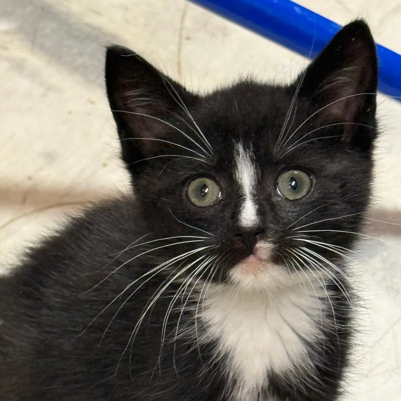 A baby small-sized male Black Domestic Short Hair cat named Skyrizi for adoption in Middle Village, NY