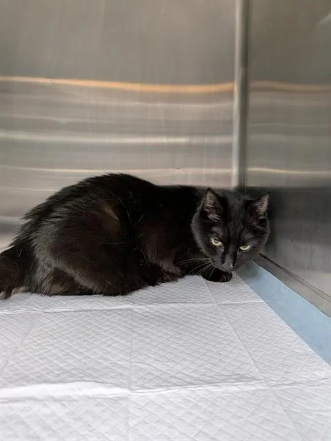 An adult small-sized female Domestic Short Hair cat named Star for adoption in Westminster, MD
