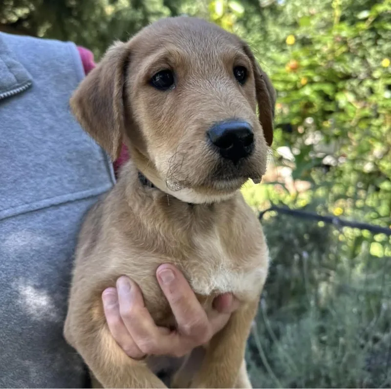 A baby medium-sized male Yellow / Tan / Blond / Fawn Airedale Terrier dog named Petey for adoption in Santa Rosa, CA