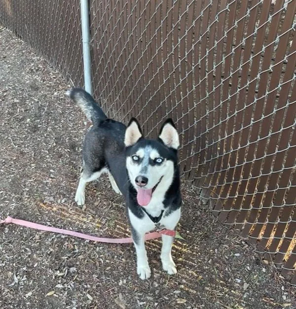 A senior medium-sized female Siberian Husky dog named Lahni for adoption in San Diego, CA