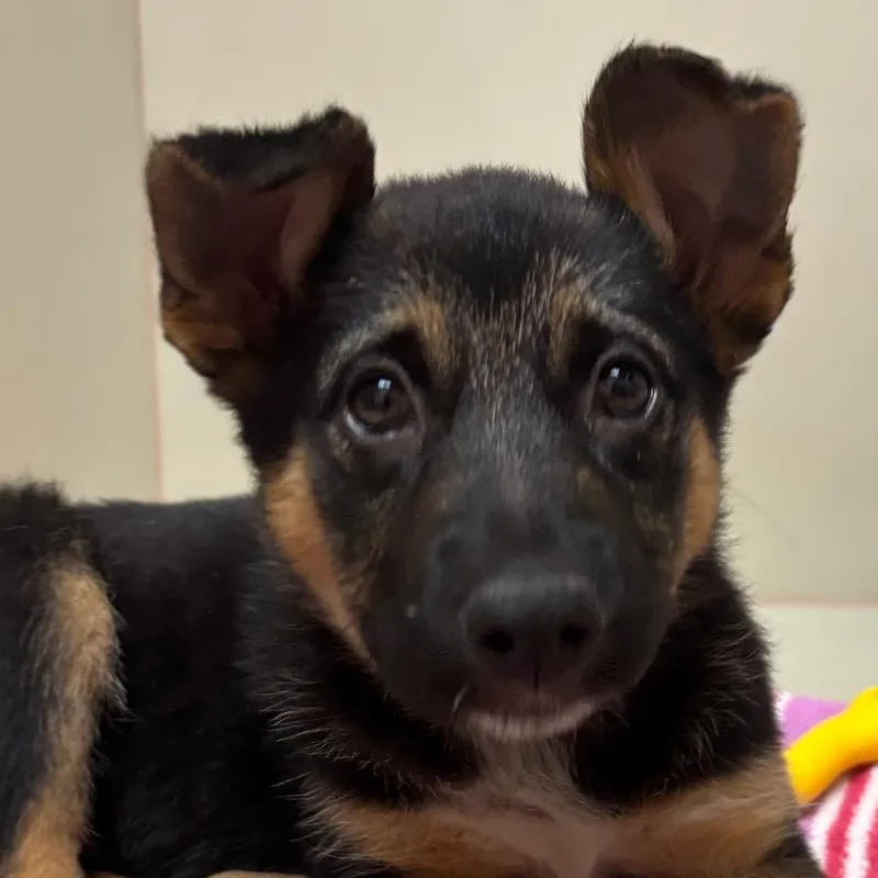 A baby medium-sized female Black German Shepherd Dog dog named Bonaire for adoption in Las Vegas, NV