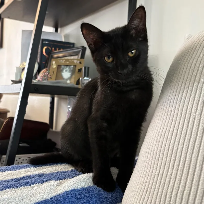 A baby small-sized female Black Domestic Short Hair cat named Thunder for adoption in Los Angeles, CA