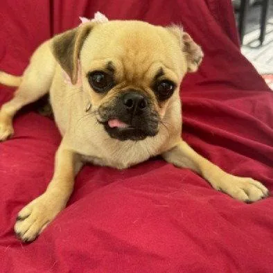 A young small-sized female Pug dog named Chiqui bestieofFreddy for adoption in Houston, TX