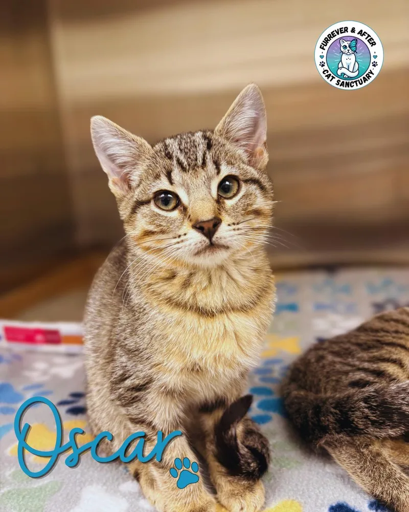 A baby medium-sized male Tabby (Brown / Chocolate) Domestic Short Hair cat named Oscar for adoption in Austintown, OH