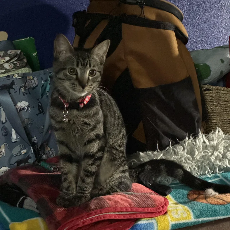 A baby medium-sized female Domestic Short Hair cat named Mochi for adoption in Metairie, LA