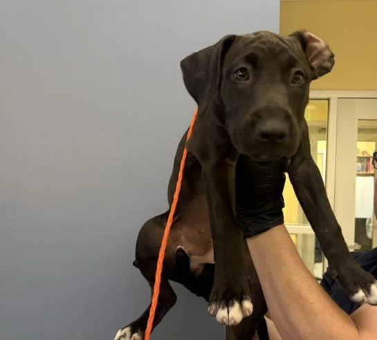 A baby small-sized female Labrador Retriever dog named Bret for adoption in Tustin, CA