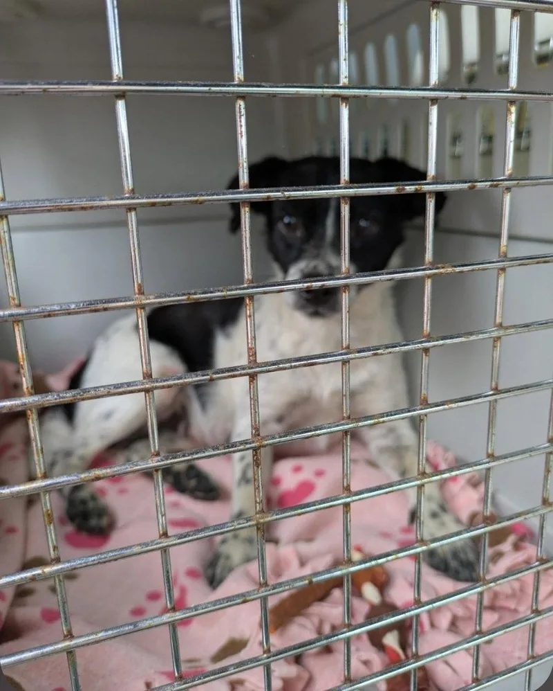 An adult medium-sized female Terrier dog named Moxie Moo for adoption in Saunderstown, RI
