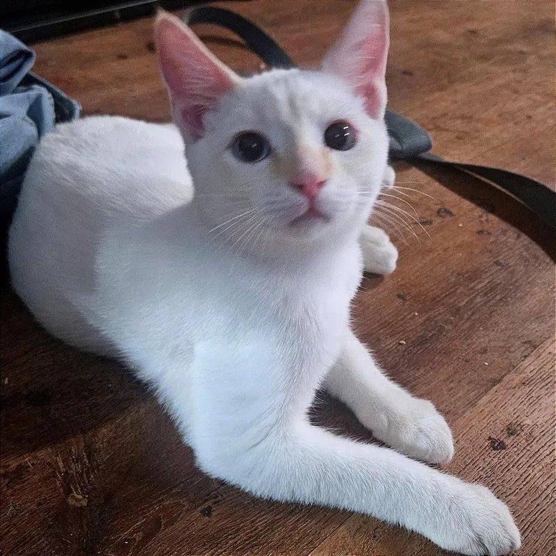 A baby small-sized male Siamese cat named Dexter for adoption in Green Bay, WI