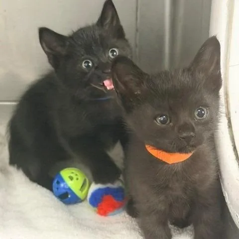 A baby small-sized male Black Domestic Short Hair cat named Springfield for adoption in Hawthorne, CA