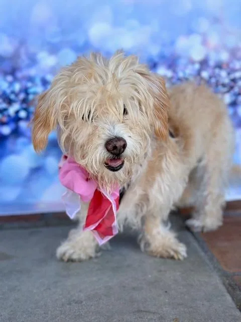 Pattycakes thumbnail 3