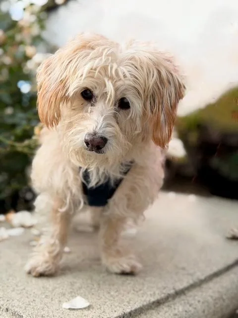 Pattycakes thumbnail 4