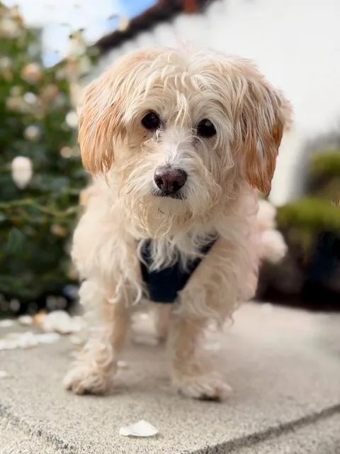 Pattycakes thumbnail 5