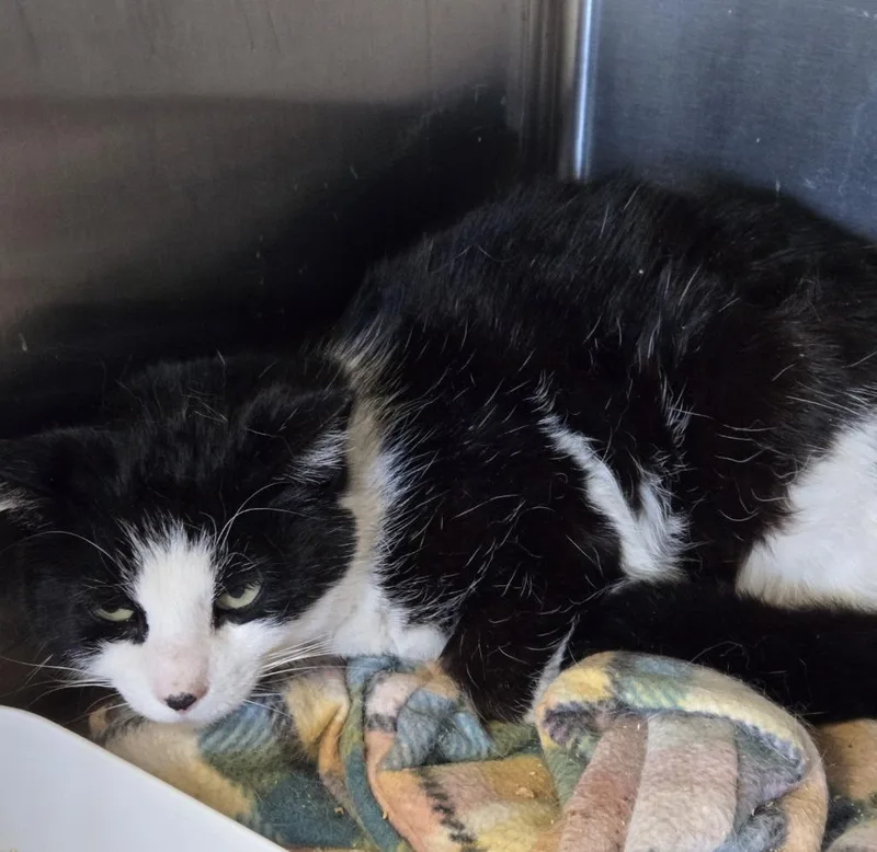 A young medium-sized female Domestic Short Hair cat named Grizz for adoption in Windsor, CT