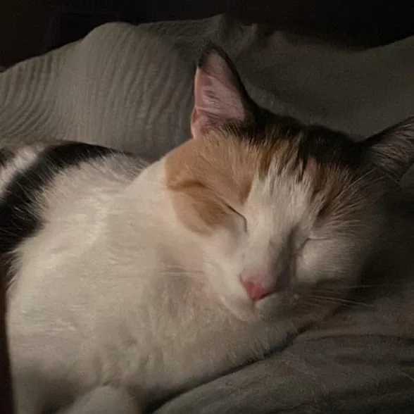 A young medium-sized female Calico Domestic Short Hair cat named Mj for adoption in Nashville, TN