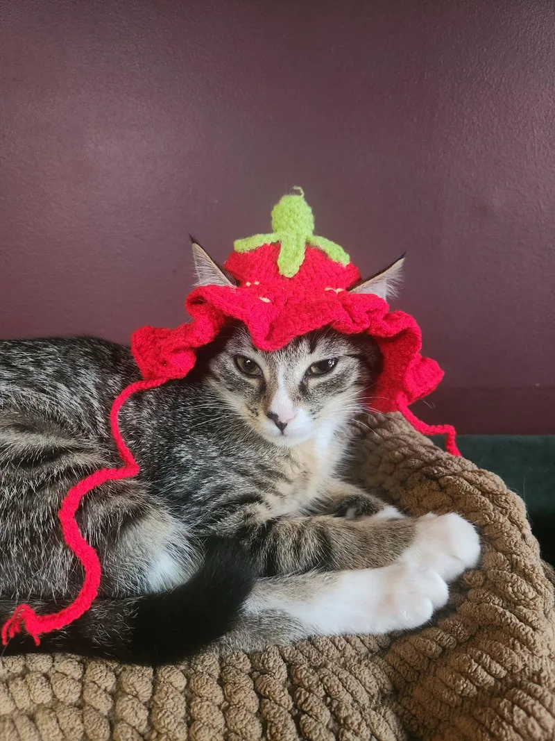 A baby medium-sized female Tabby cat named Magnolia for adoption in Charlotte, NC