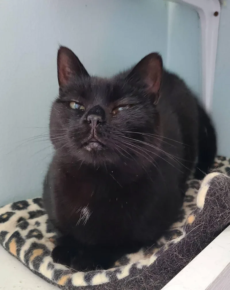 An adult medium-sized female Black Domestic Short Hair cat named Edna for adoption in Albany, NY