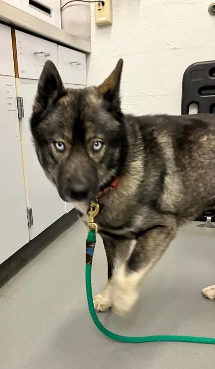 A young medium-sized female Siberian Husky dog named Cece for adoption in Seattle, WA