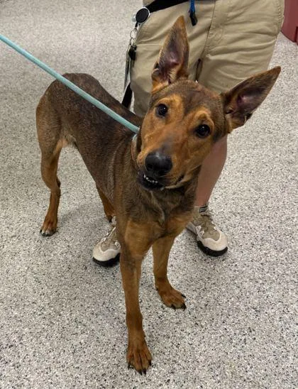 An adult large-sized male Brown / Chocolate Shepherd dog named Jar Jar Binks for adoption in Kansas City, MO