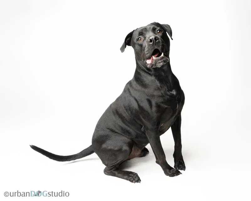 Doolie  M thumbnail 2