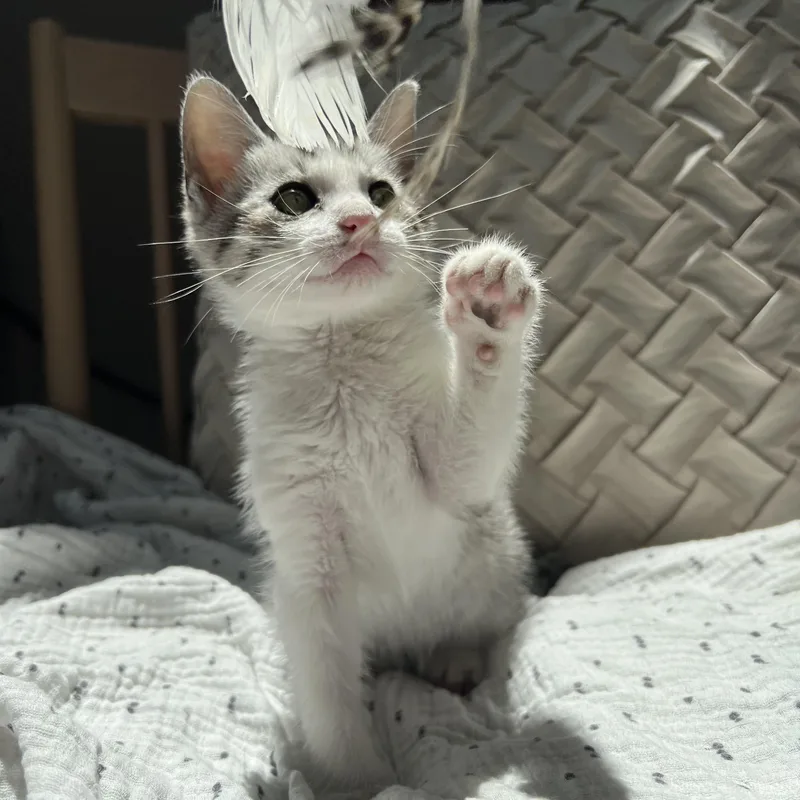 A baby medium-sized male Tabby (Brown / Chocolate) Domestic Short Hair cat named Prince Aladdin for adoption in Santa Monica, CA