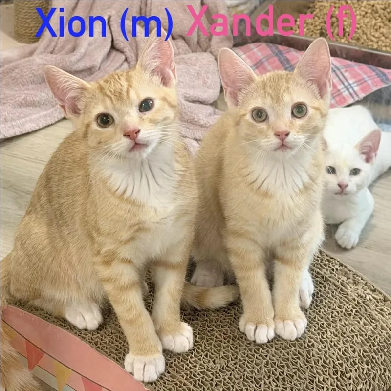 A baby medium-sized male Orange / Red Domestic Short Hair cat named Xion Silverman for adoption in Eagle Mountain, UT
