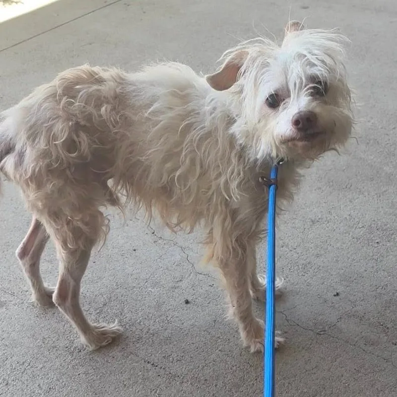 A senior small-sized male White / Cream Terrier dog named TinTin for adoption in Ramona, CA