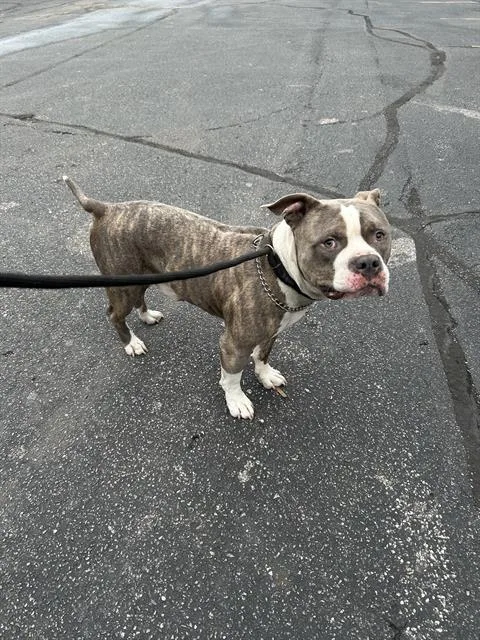 An adult small-sized male Staffordshire Bull Terrier dog named Little Man for adoption in Indianapolis, IN