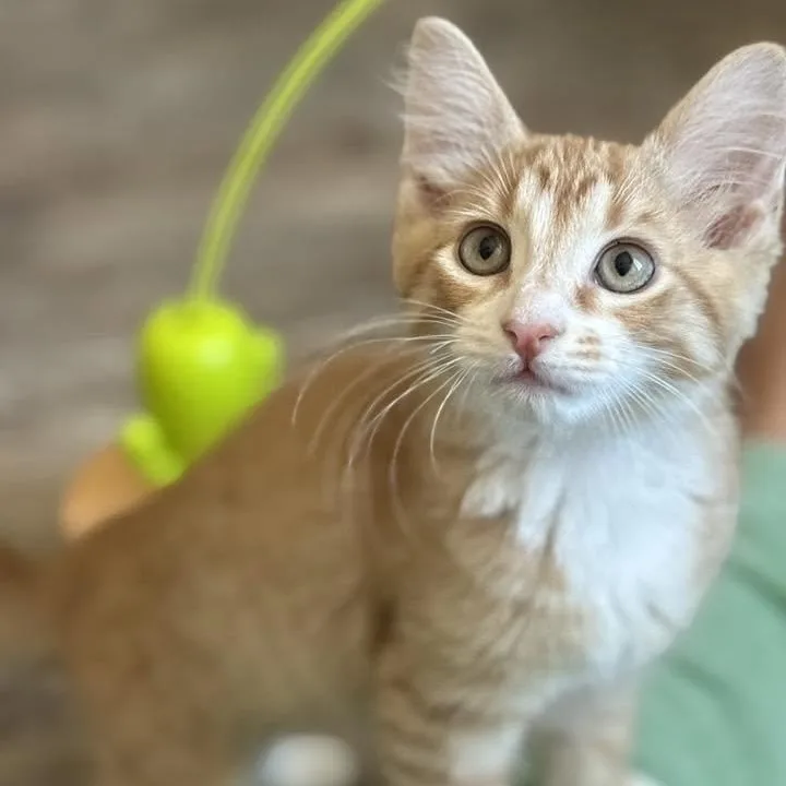 A baby medium-sized male Tabby (Orange / Red) Domestic Short Hair cat named Zane for adoption in Queen Creek, AZ