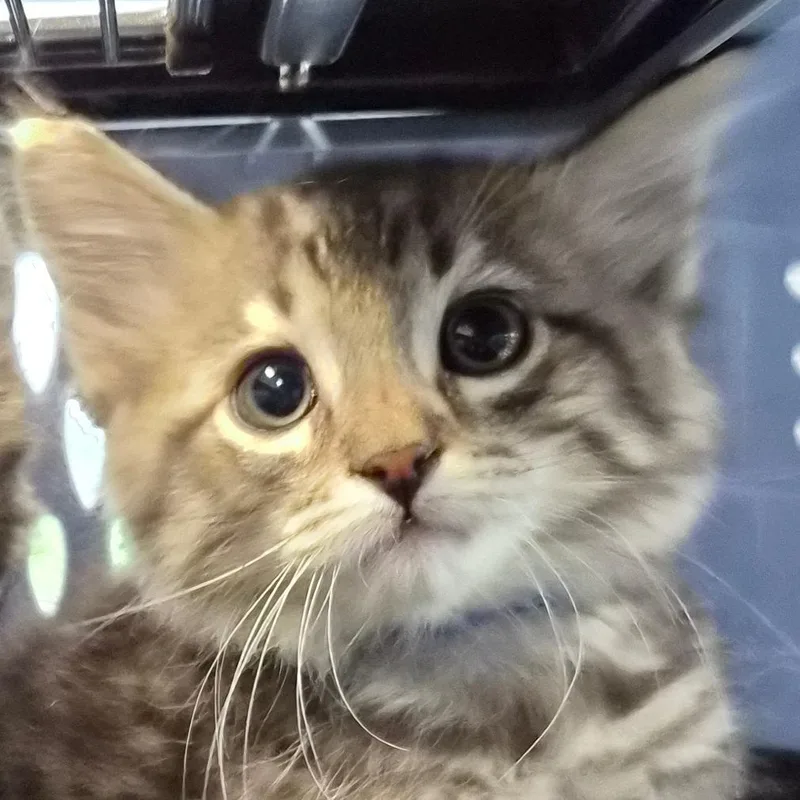 A baby small-sized male Black Domestic Medium Hair cat named Bullwinkle for adoption in Montgomery, AL