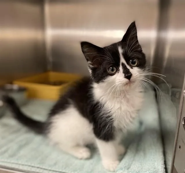A baby small-sized male Domestic Medium Hair cat named Scout for adoption in Statesville, NC