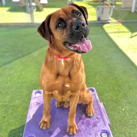 An adult large-sized male Boxer dog named Cassadano for adoption in Camarillo, CA