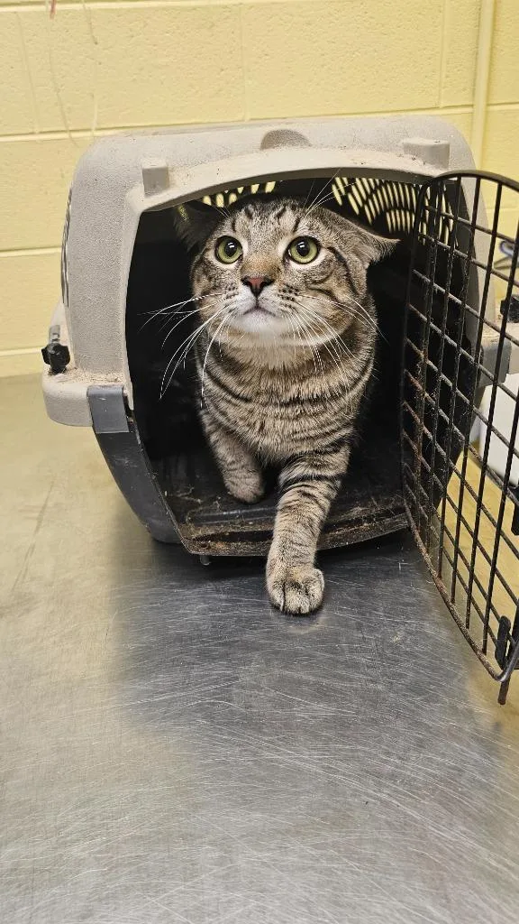 A young small-sized male Domestic Short Hair cat named Jerry for adoption in Crossville, TN