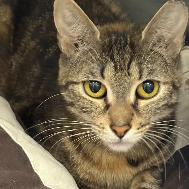 A young medium-sized female Brown / Chocolate Domestic Short Hair cat named Tiffany for adoption in East Hanover, NJ