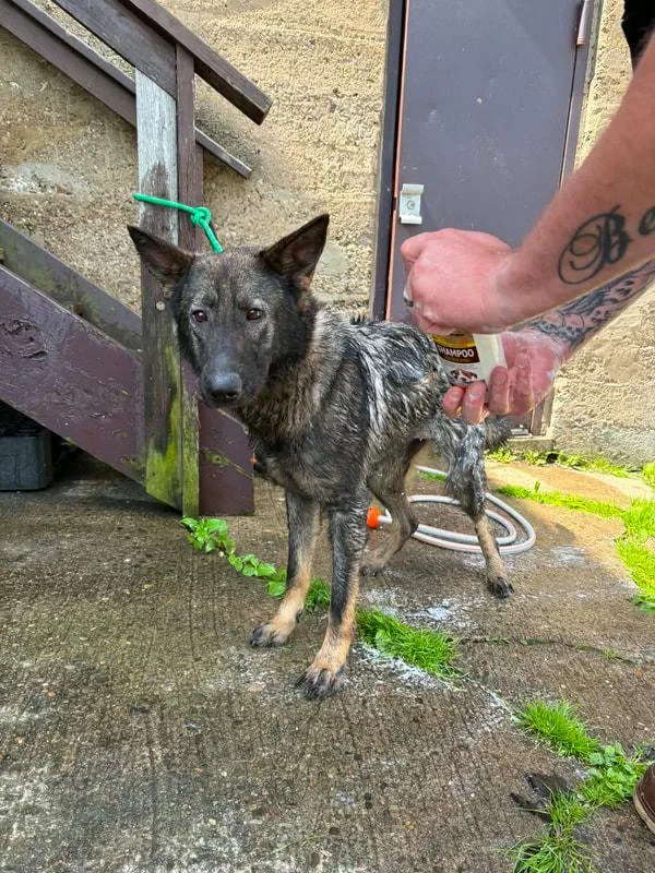 A young medium-sized female Black German Shepherd Dog dog named Nova for adoption in Clairton, PA
