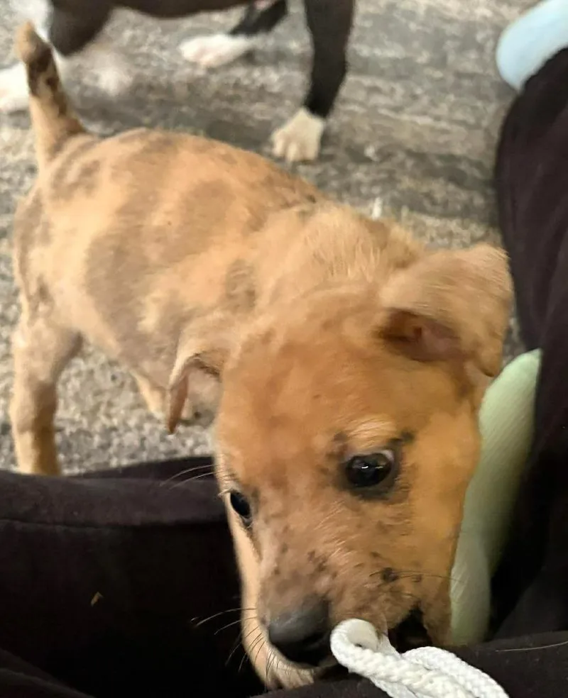 A baby large-sized male Brown / Chocolate Labrador Retriever dog named Cake for adoption in Poplar Grove, IL
