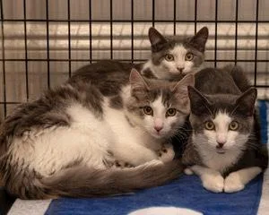 A baby small-sized male Gray & White Domestic Long Hair cat named Mr. Floof for adoption in Oradell, NJ