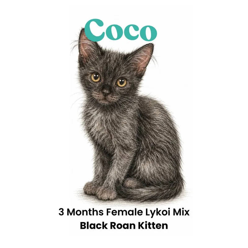 A baby large-sized female Black Lykoi cat named Coco for adoption in Houston, TX