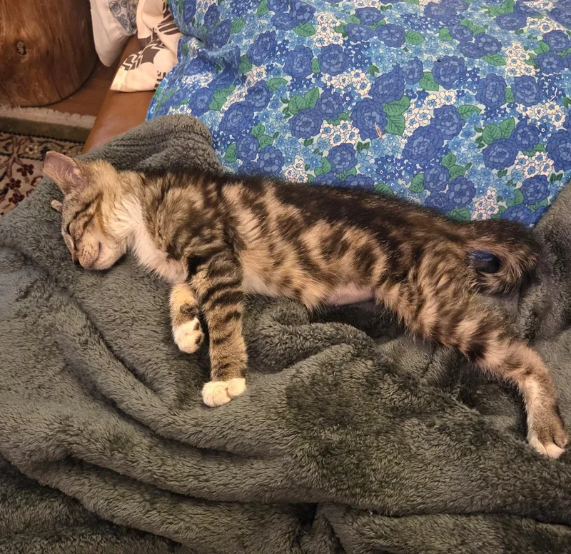 A baby small-sized female Domestic Short Hair cat named Fiona for adoption in Philadelphia, PA
