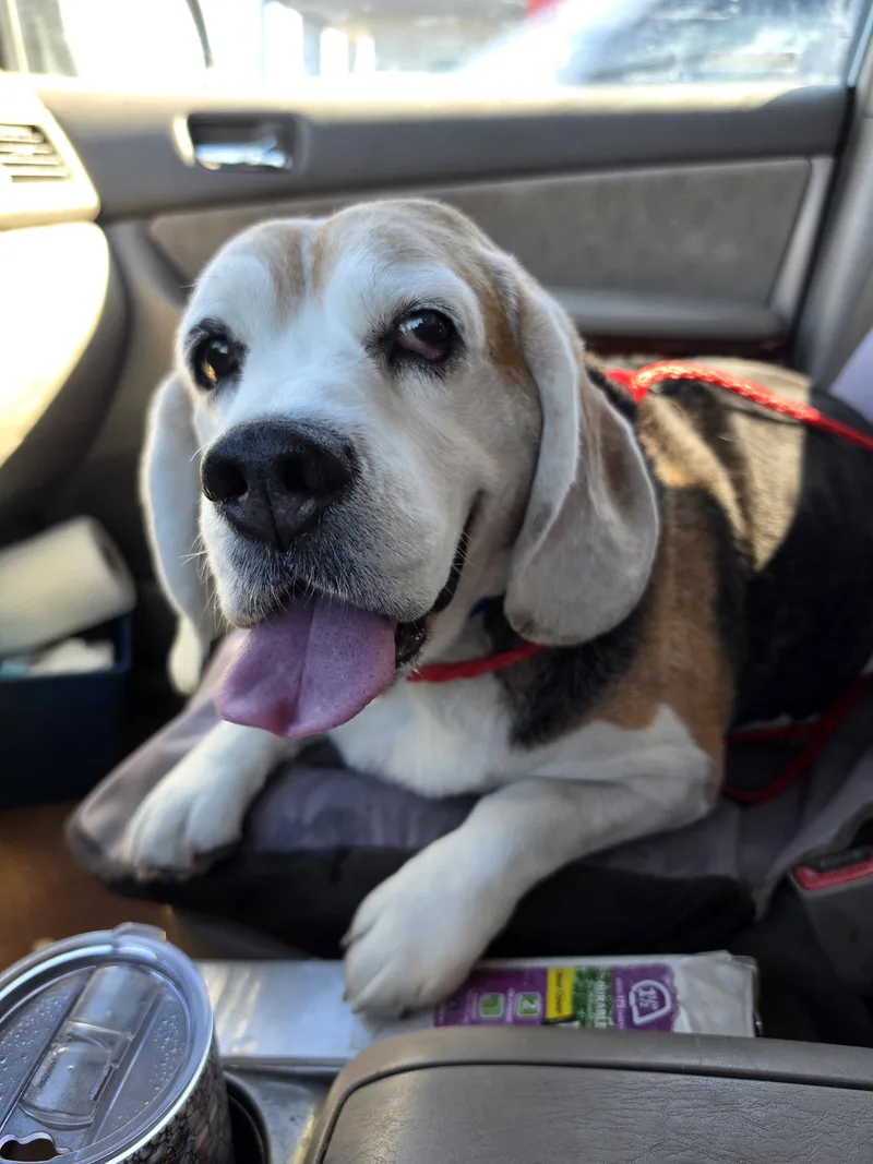 An adult medium-sized male Beagle dog named Turbo for adoption in Las Vegas, NV