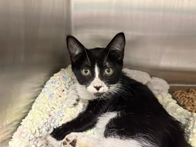A baby small-sized female Domestic Short Hair cat named Pristine for adoption in Ontario, CA