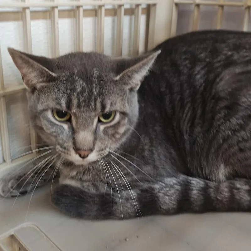 An adult medium-sized male Gray / Blue / Silver Domestic Short Hair cat named Slate for adoption in Madison, WI