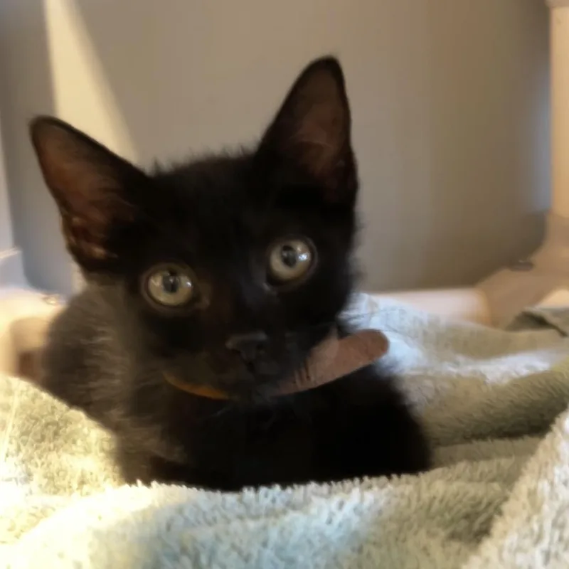 A baby small-sized female Black Domestic Short Hair cat named Octobur Breeze for adoption in Austin, TX