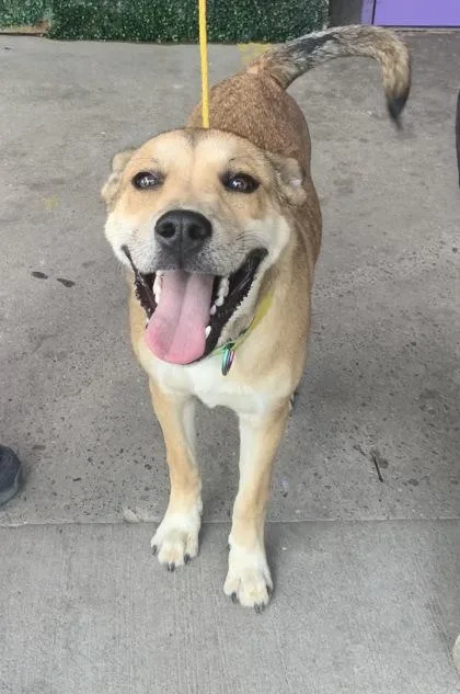 A baby medium-sized male Yellow / Tan / Blond / Fawn Shepherd dog named 61078233 for adoption in El Paso, TX