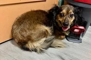 A young small-sized female Golden Dachshund dog named Coco for adoption in Tifton, GA
