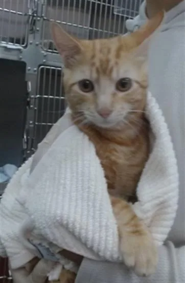 A baby medium-sized male Domestic Short Hair cat named Marco for adoption in Salinas, CA
