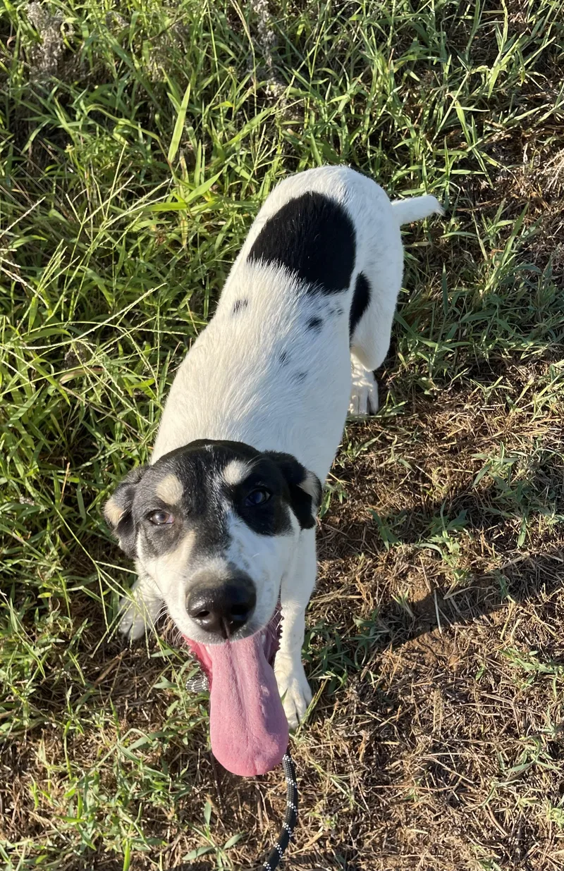A baby large-sized female Bluetick Coonhound dog named Helen for adoption in Sadler, TX