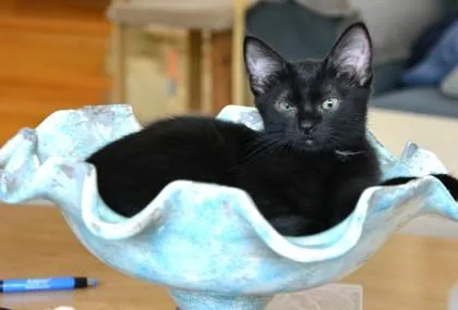A baby small-sized female Black Domestic Short Hair cat named Beef Jerky for adoption in Annapolis, MD