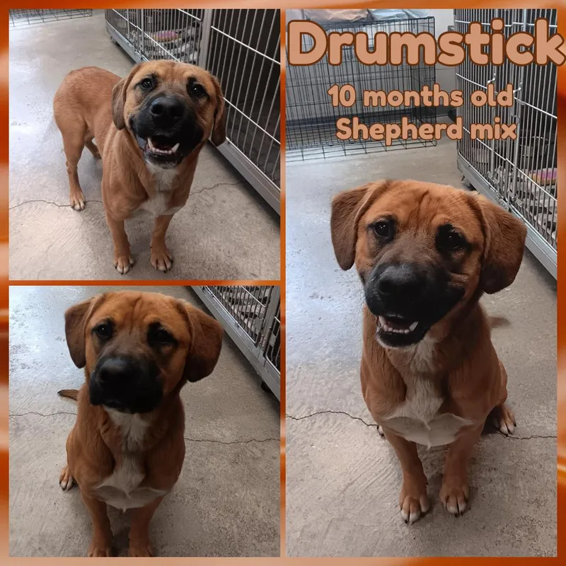 A young medium-sized male Yellow / Tan / Blond / Fawn Shepherd dog named Drumstick for adoption in Franklin, IN